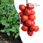 Red Rambai Fruit Plant Sale