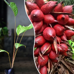 Ridan Fruit Plant Sale