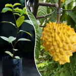 Rollinia fruit plant sale