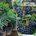 Rumduol Fruit Plant Sale