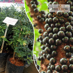 Sabara Jabuticaba Fruit Plant Sale