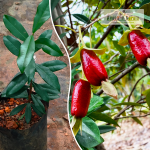 Savanah Cherry Fruit Plant Sale