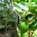 Seedless Lemon Fruit Plant Sale
