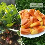 Sindoor Jack Plant Sale