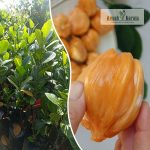 Singapore Varikka Jackfruit Plant