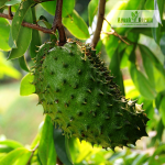 Soursop Fruit Plant Sale