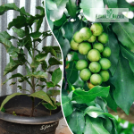 Spanish Lemon Fruit Plant Sale