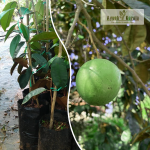 Star Apple Fruit Plant Sale