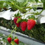 Strawberry Fruit Plant Sale