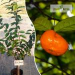 Sundrop Fruit Plant Sale