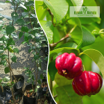 Surinam Cherry Fruit Plant Sale