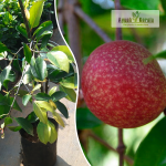 Sweet Kokum Fruit Plant Sale