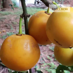 Sweet Russel Fruit Plant Sale