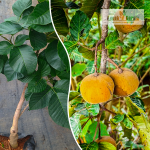 Sweet Santol Fruit Plant Sale