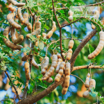 Tamarind Sweet Fruit Plant Sale