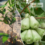 Thai Green Wax Apple Fruit Plant Sale