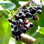 Thai King Jamun Fruit Plant Sale