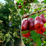 Thai Red Chamba Fruit Plant Sale