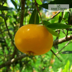 Uvaiva Fruit Plantpng Sale