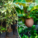 Variegated Sapota Fruit Plant Sale