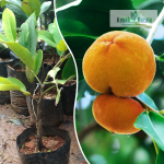 Velvet Apple Fruit Plant Sale