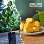 Vietnam Early Gold Jackfruit Sapling