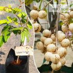 White Longan Fruit Plant Sale