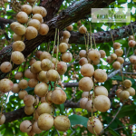 White Rambai Fruit Plant Sale