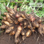 Yacoon Fruit Plant Sale