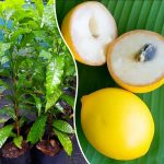 abui fruit plant purchase