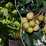 alupag exotic fruit plant