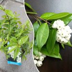 cat eye fruit plant sale