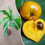 egg fruit plant purchase