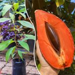 exotic mamey sapota fruit plant sale