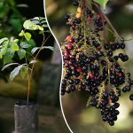 kakjam fruit plant sale