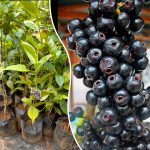 lipote-fruit-plant-sale