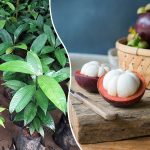 purchase mangosteen fruit plant