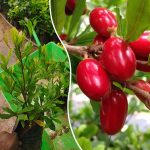 miracle fruit plant purchase