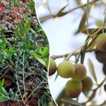 olive plant sale