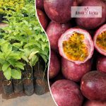passion-fruit-red-live-plant