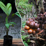 red salak fruit plant
