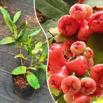 rose-champa-fruit-plant-sale
