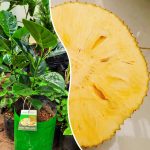 seedless jackfruit plant sale
