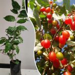 silver berry plant sale