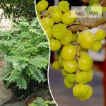 arinelli fruit plant