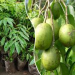 madura ambazhanga plant