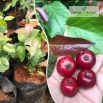 sweet-loovika-fruit-plant-sale