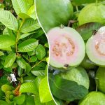 twain pink guava sapling-sale