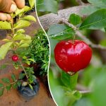 Acerola fruit plant sale