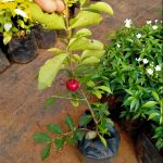 climbing pergola plants Outsunny 10' x 13' Wood Pergola with Concrete Anchors for Climbing Plants,  Nature Wood main image 0